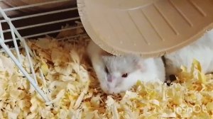 обычная жизнь хомяков🐹🐹 Лиля с хомяками🐹🐹