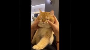 Видео от МЯУтаверс – как метавселенная, но с котами