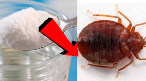 Как избавиться от клопов за 3 минуты в доме.!.!.!....