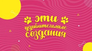 Программа "Эти удивительные создания", 07 ноября 2025 г.