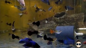 Петушки для содержания в общем аквариуме! Агрессия при самоизоляции.