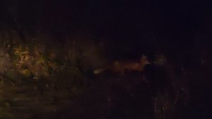 Лисы на ул. Горького!!!