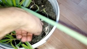 7.11.25. Лук растет в доме 😋🙂