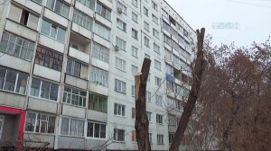 Спил деревьев