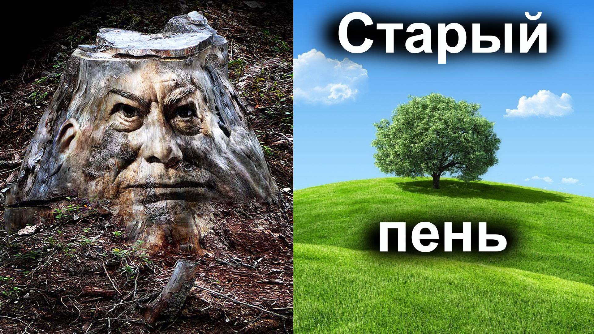 Старый пень