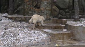 Белка и Стрелка сегодня гоняют голубей и валяются 05.11.2025