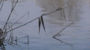 Впервые за 2025 год, в Воронежской области месяц прошел без утонувших