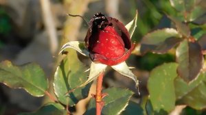 06=11=2025 кмр   ПВН  (40)