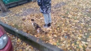 Осенняя прогулка с Лапкой.