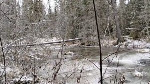 начало сезона по пушнине