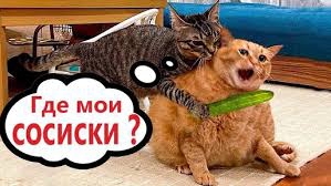 КОТИКИ!!!🐈 СМЕШНАЯ ПОДБОРКА ВИДЕО С КОТИКАМИ 😂🤣 + ЛАБУБУ + МАША И МЕДВЕДЬ