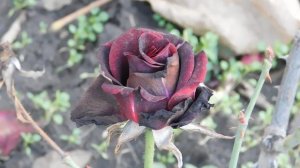 06=11=2025 кмр   ПВН  (42)