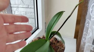 Испекла хлеб в хлебопечке. Начала делать новогодние шары на елку!