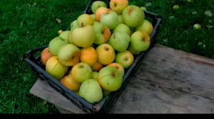 #ЖИЗНЬ В ДЕРЕВНЕ. СТРОЙКА ПРОДОЛЖАЕТСЯ. ЖАДНАЯ МАРИНА.