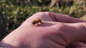 05-11-2025 облёт пчелок как они рады солнышку