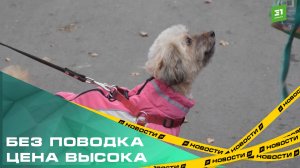 Без поводка цена высока. В Госдуме предлагают ужесточить наказание за самовыгул собак