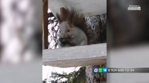 У жителей села Тэмь в Братском районе появилась новая соседка