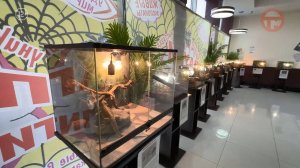 🦎 Страшно прекрасные: в Уссурийске открылась выставка пауков и рептилий! 🕷