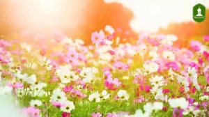 Борьба с бесами. Как Иосиф Исихаст воевал с бесами и какую награду получил от Богородицы