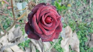 06=11=2025 кмр   ПВН  (44)