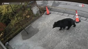 Медведи-людоеды атаковали Японию: на борьбу с ними бросили армию / События на ТВЦ