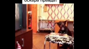 Пёс который достоин Оскара