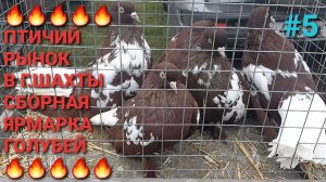 🕊🔥🕊 Птичий рынок в г.Шахты. Сборная ярмарка голубей 02.11.25. Часть 5. НИКОЛАЕВСКИЕ голуби.