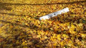 Прогулка по нашей местности от 09.10.25