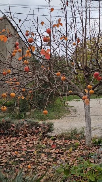 Какая красивая осень у меня под окном! А песня ещё лучше! 👍