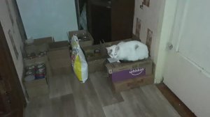 Маруся караулит свои пакетики! Посылка с Озона.- запись от 12.10.25