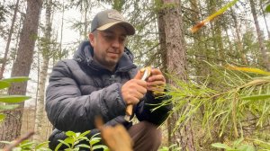 Грибы ещё есть! Тихая охота в ноябре! Грибы 2025