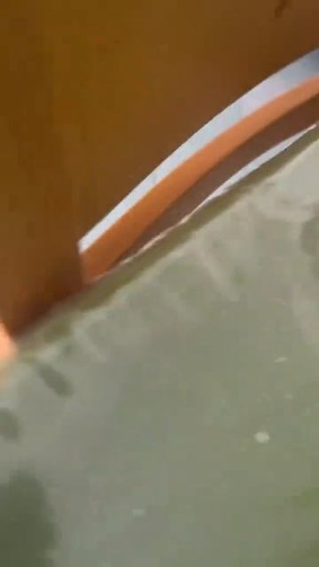 Забавные хомяки