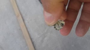 Бетонная муха.