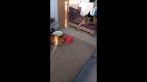 Собака. Кот. Том и Фокс