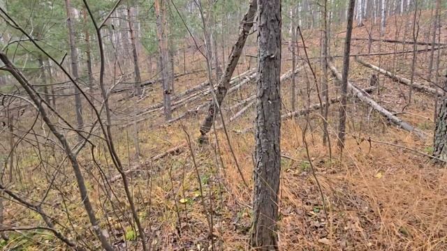 Озеро Линёва яма.