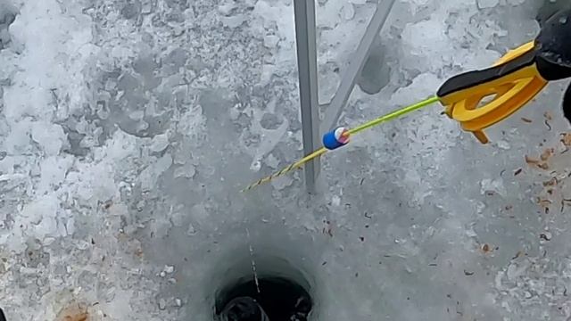 Лещи интересуются бусинкой на леске. Рузское водохранилище