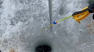 Лещи интересуются бусинкой на леске. Рузское водохранилище