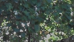 Дятел в ветвях Июль 2024.  DSCN5670