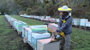 Крупнейшая пасека Севастополя увеличила производство продукции благодаря господдержке