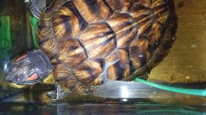 Красноухие черепахи 🐢 утро 07-11-2025