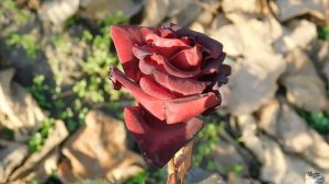 06=11=2025 кмр   ПВН  (37)