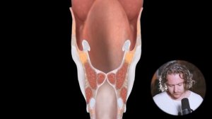 Как работают голосовые связки при пении.