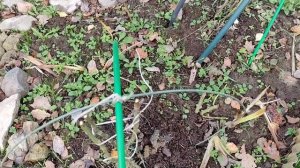 Укрываю розы, закрываю дачный сезон  / Vlog Дача как есть 27-31.10.2025