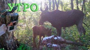 Лосиха и лосёнок утром отдыхают на солонце Фотоловушка в лесу