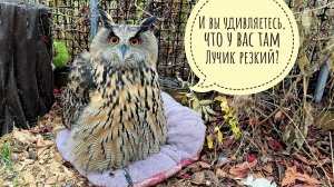 Сова Ёль пухлявится на электриков, Артём копает ямку, синицы получают кольца, орхидеи дают 12 вольт