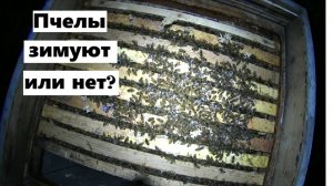 Ночной осмотр пасеки и последний облёт.