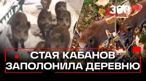 Кабаны терроризируют Свердловскую область