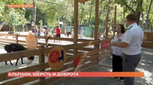 Инспекторы Россельхознадзора проверили, как прижились альпаки в одном из парком Ростова