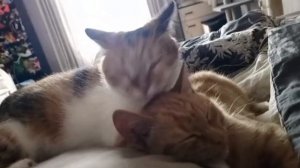 Над котёнком,взятым от помойки ,кошка приюта взяла шефство. Как мама ухаживает за бездомышем.