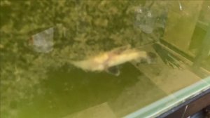 Карпы КОИ в гараже.Много.Текущее.